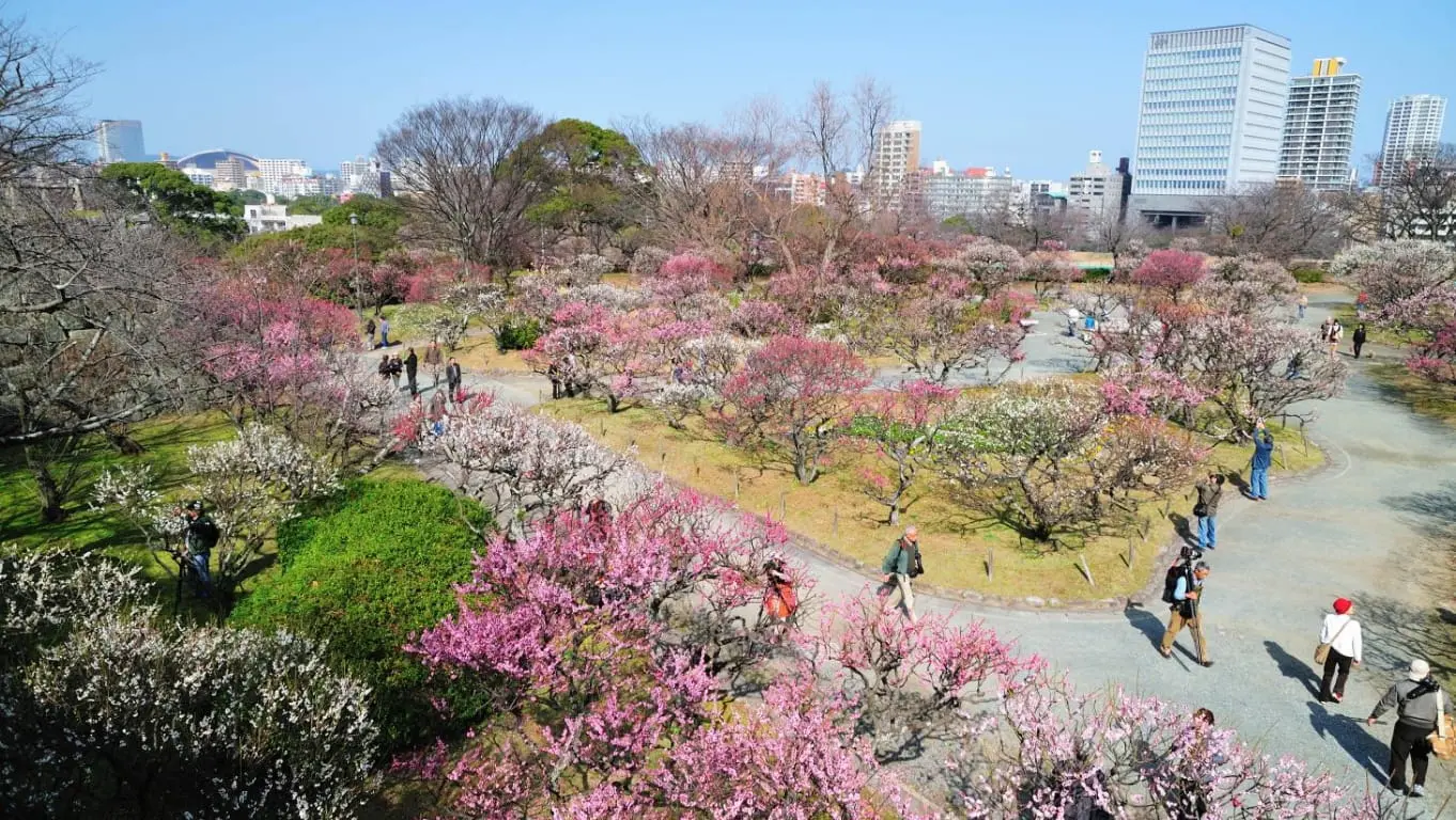 ホテルオークラ福岡 イベント 舞鶴公園（二の丸梅園）